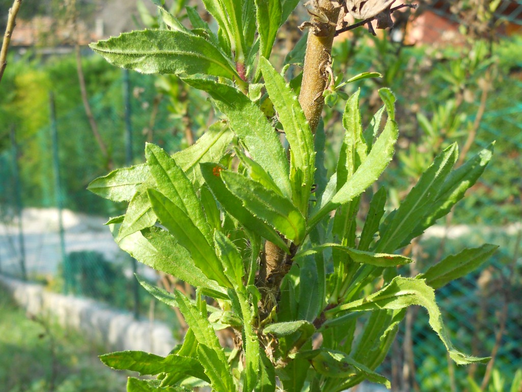 Dittrichia viscosa